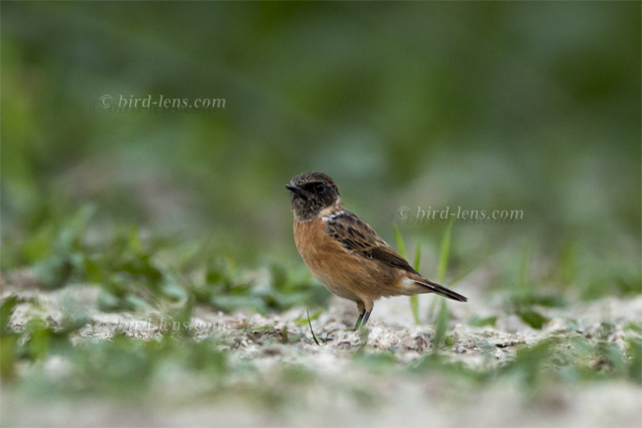 Schwarzkehlchen (europ.)